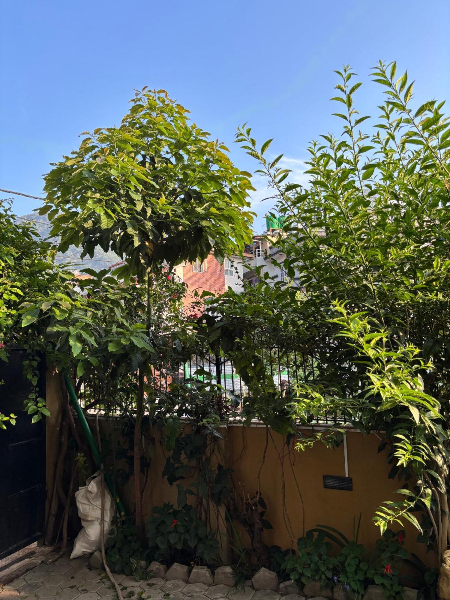 Mums Homestay & Studio Apartments カトマンズ エクステリア 写真